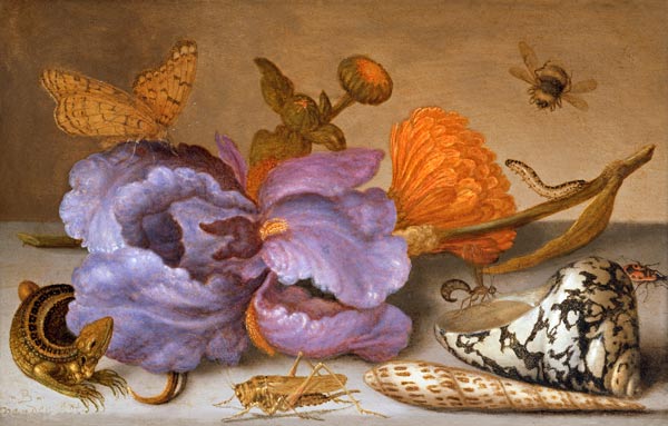Still life depicting flowers, shells and insects (oil on copper) (for pair see 251378) from Balthasar van der Ast