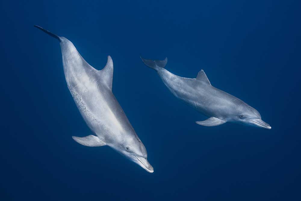 Bottlenose dolphins from Barathieu Gabriel