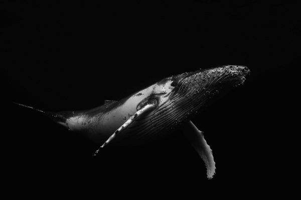 Black & Whale from Barathieu Gabriel
