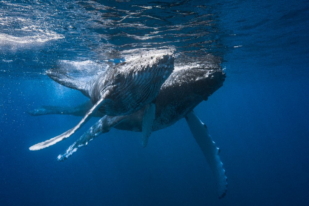 Humpback whale from Barathieu Gabriel