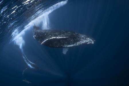 Humpback whale in active group