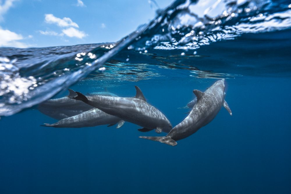 Dolphins from Barathieu Gabriel