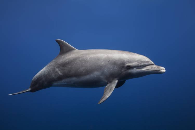 Dolphin from Barathieu Gabriel