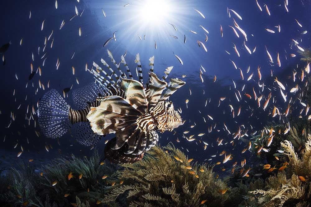 Lionfish from Barathieu Gabriel