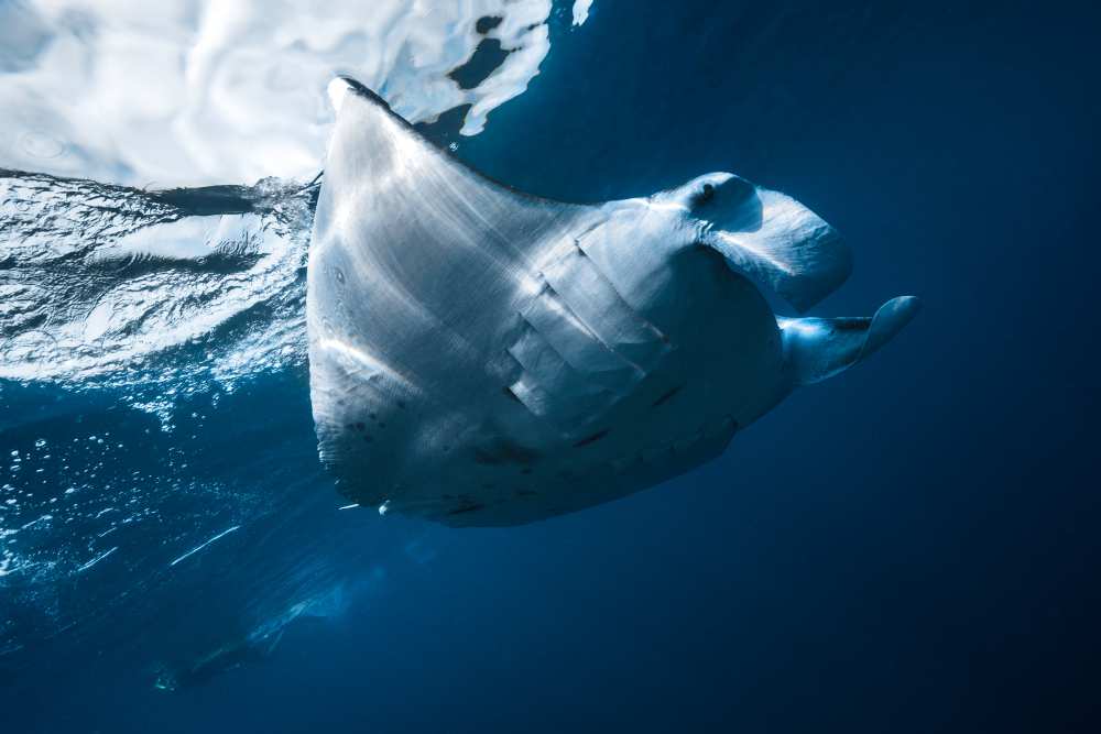 Flying Manta ray from Barathieu Gabriel