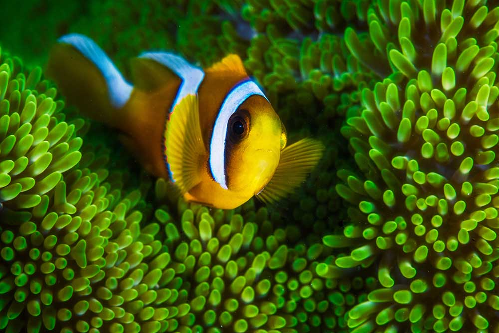 Yellow clownfish on green anemon from Barathieu Gabriel
