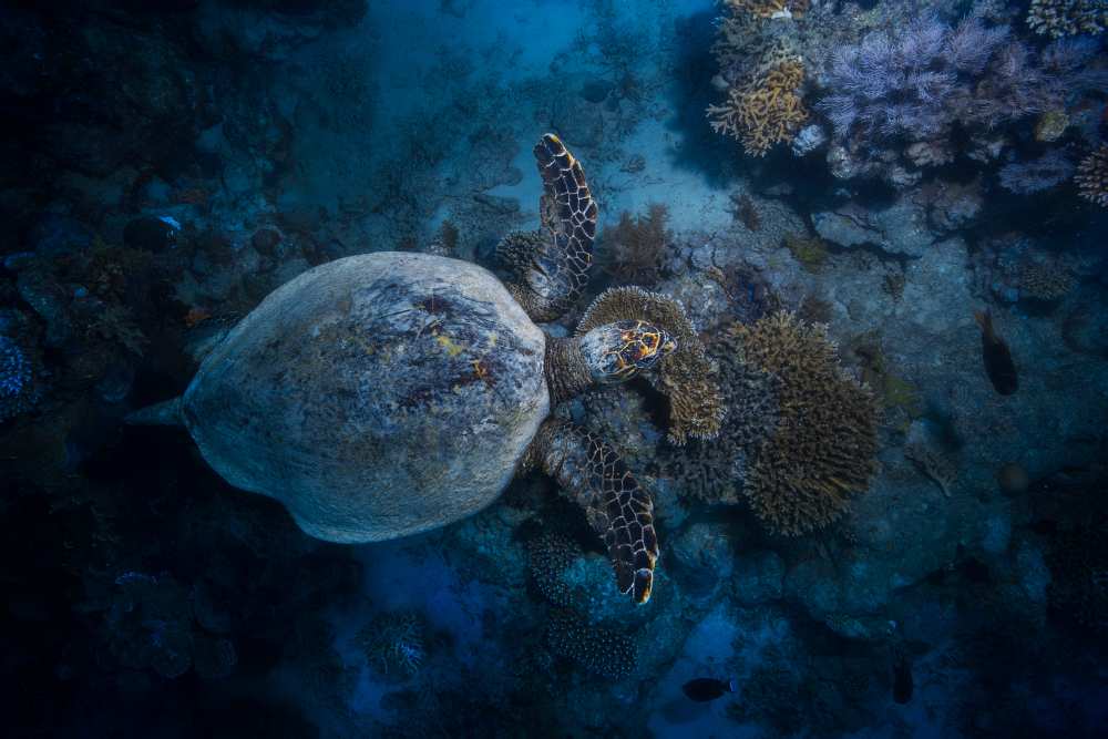 Hawksbill sea turtle from Barathieu Gabriel