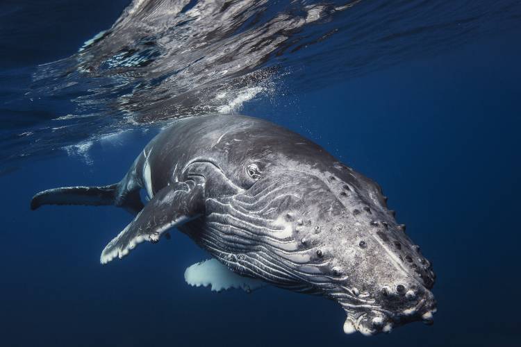 Humpback Whale from Barathieu Gabriel