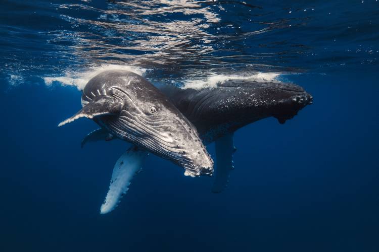 Humpback Whale family! from Barathieu Gabriel