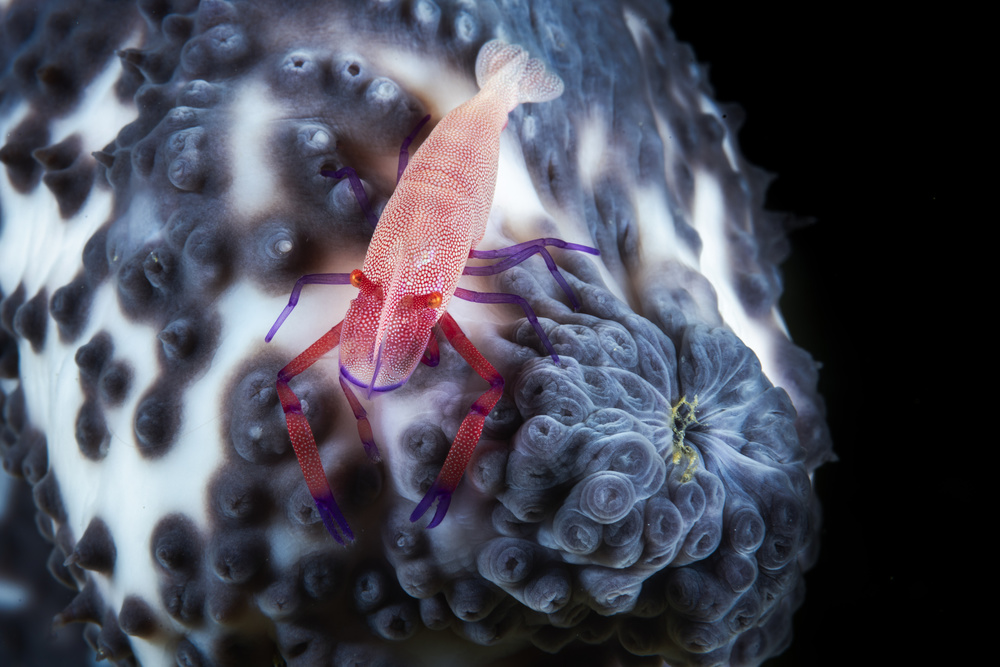 Imperial shrimp on a holoth from Barathieu Gabriel