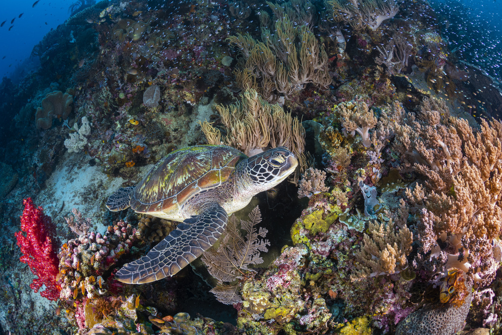 Coral garden and green turtle from Barathieu Gabriel