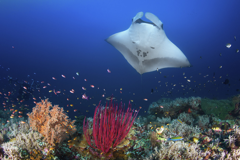 Ocean Manta Ray on the reef from Barathieu Gabriel