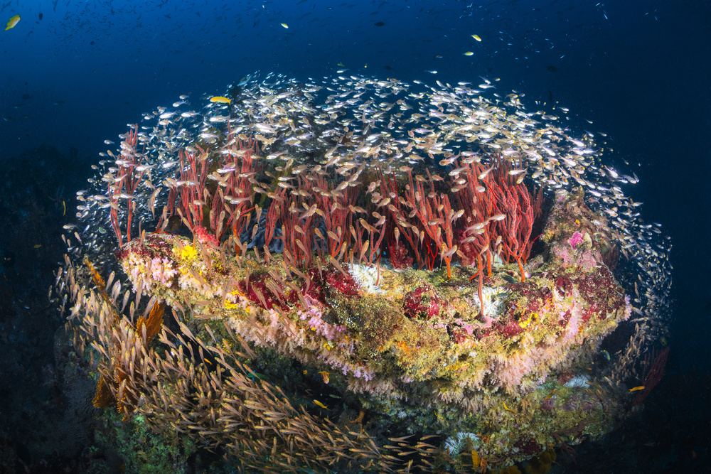 Reefscape of Tachai Pinnacle from Barathieu Gabriel