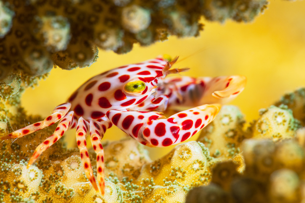 Red -Spotted Guard Crab from Barathieu Gabriel