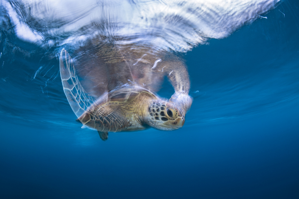 Swimming Green Turtle from Barathieu Gabriel