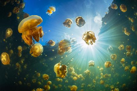 Sunlight and Jellyfish