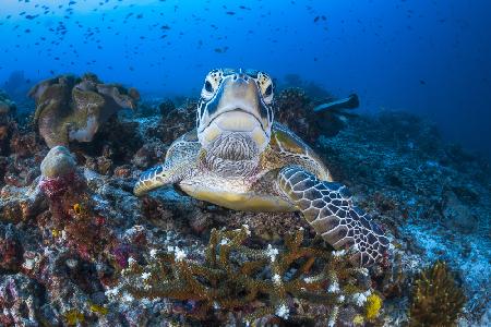 Face to face with a green turtle