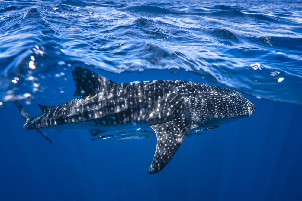 Whale shark : The biggest fish of the world from Barathieu Gabriel