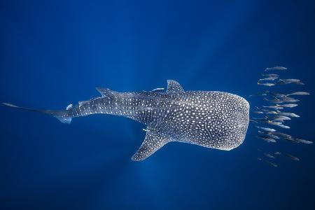 Whale shark and Tuna shoal