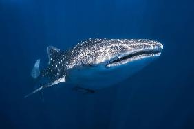 Whale Shark