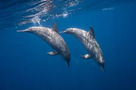 Two bottlenose dolphins