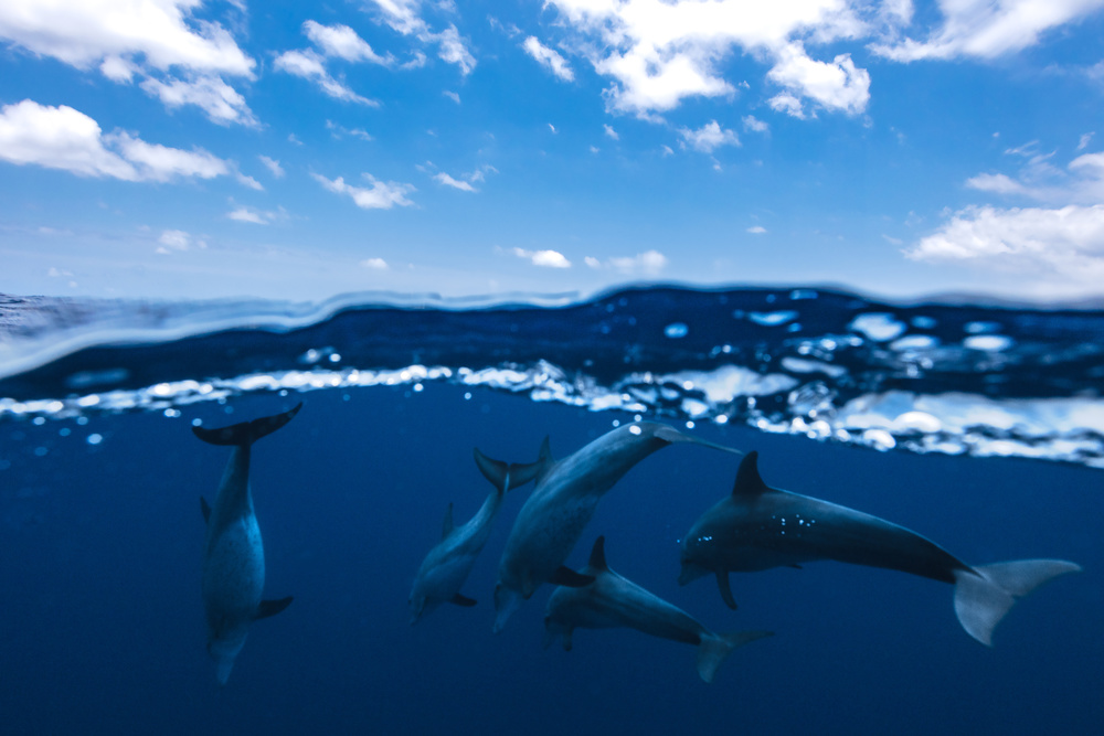 Between air and water with the dolphins from Barathieu Gabriel