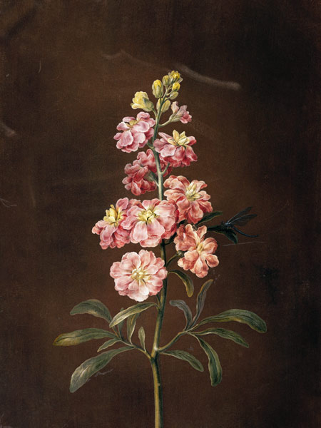 Eine rosa Garten-Levkkoje. from Barbara Regina Dietzsch