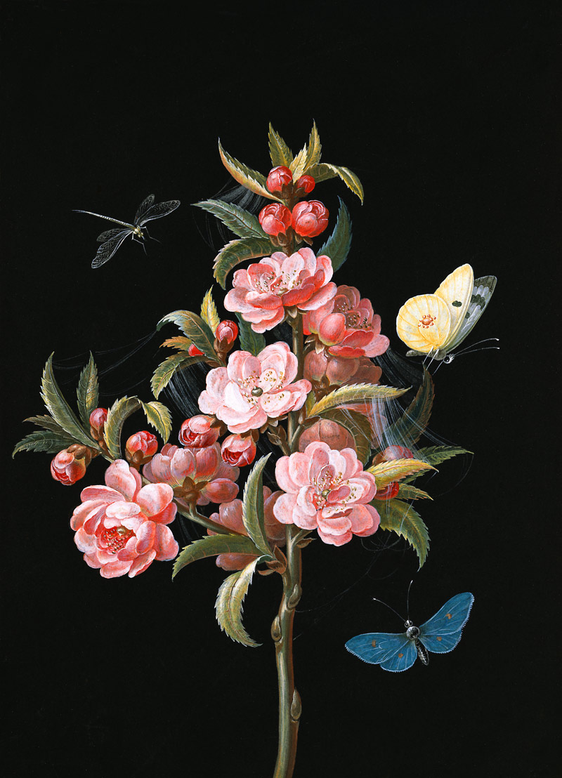 Japanese quince (or cherry) with dragon-fly and butterflies from Barbara Regina Dietzsch