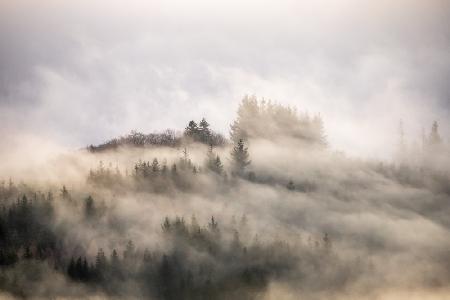 Misty forest #3 ...