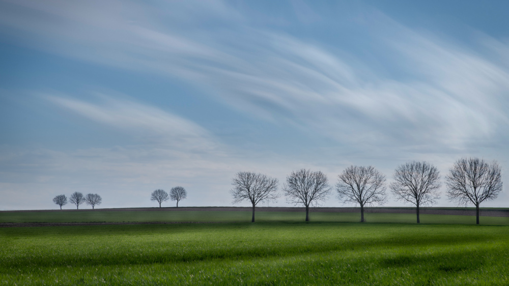 Tree lines from Bart Michiels