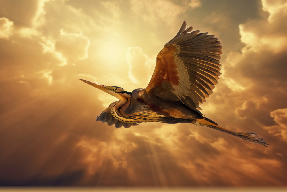Sky heron from Bassant Meligy