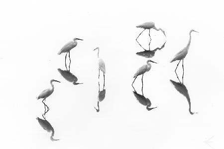 reflections _ Array of Egrets