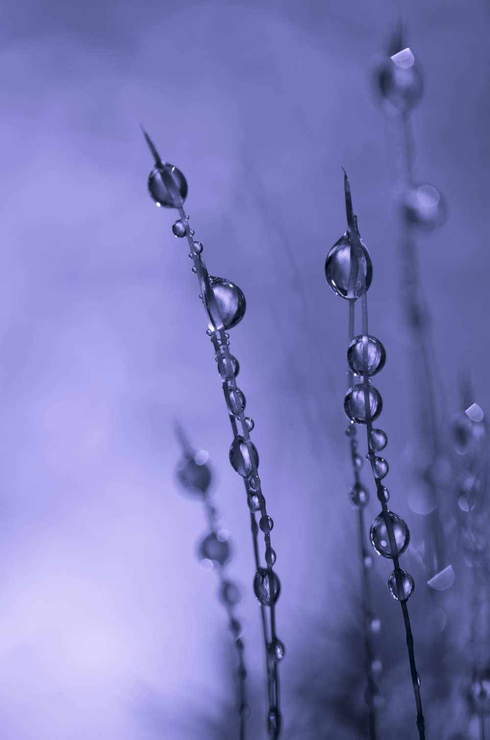 Drops of Silver from Bee Thalin