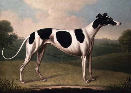 Greyhound from Benjamin Killingbeck