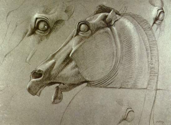 Head of the horse the Selene from Benjamin Robert Haydon