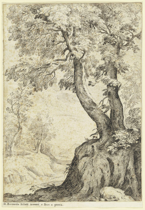 Tree section from Bernardo Zilotti