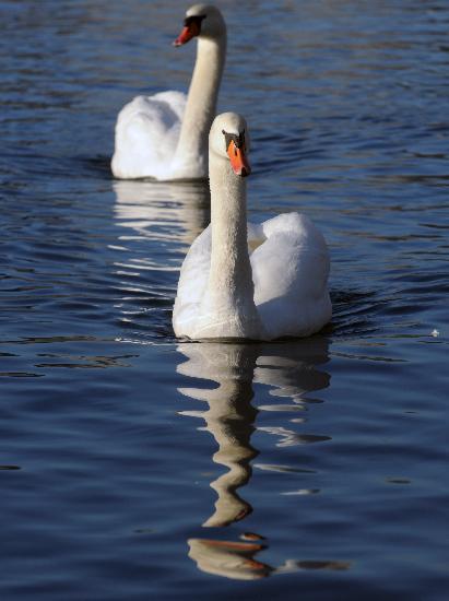 Swans from Bernd Thissen