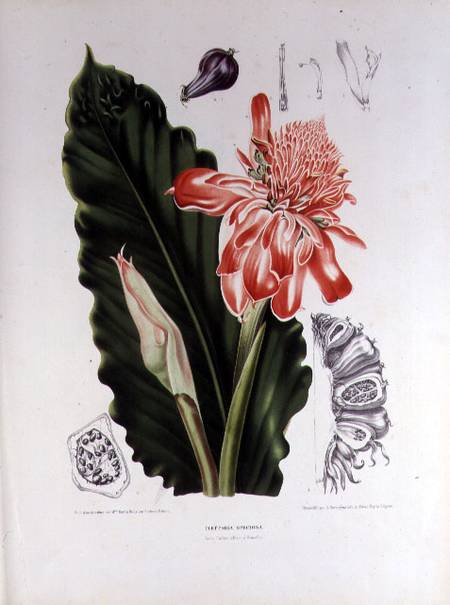 Elettaria Speciosa, illustration from 'Fleurs, Fruits et Feuillage Choises de la Flore et da la Pomo from Berthe Hoola van Nooten