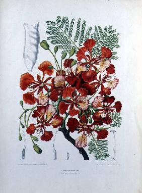 Poinciana Regia, illustration from 'Fleurs, Fruits et Feuillages Choises de la Flore et de la Pomone