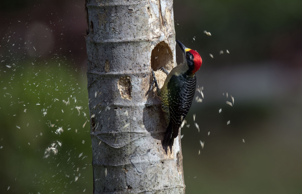 Black-cheeked Woodpeckert from Betty Liu