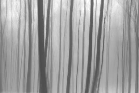 Trees In Forest 8