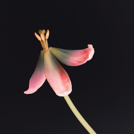 Dried Tulip 2 Instagram Flower