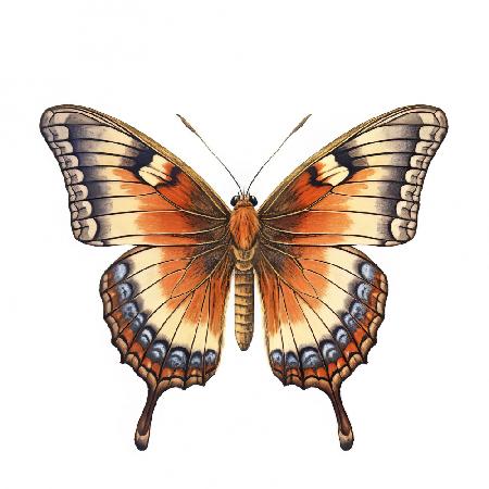 Butterfly 22