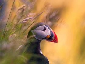 Resting Puffin