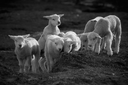 Lambs discover the world