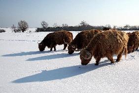 Selbst robuste Highlander hungern im Schnee