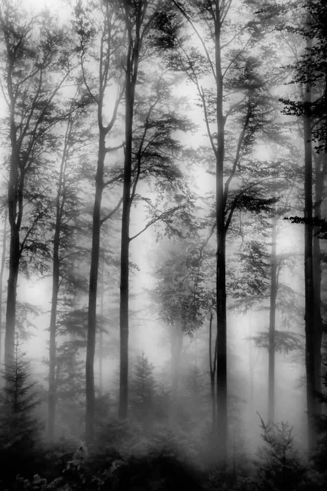 Woods from Bojan Bencic