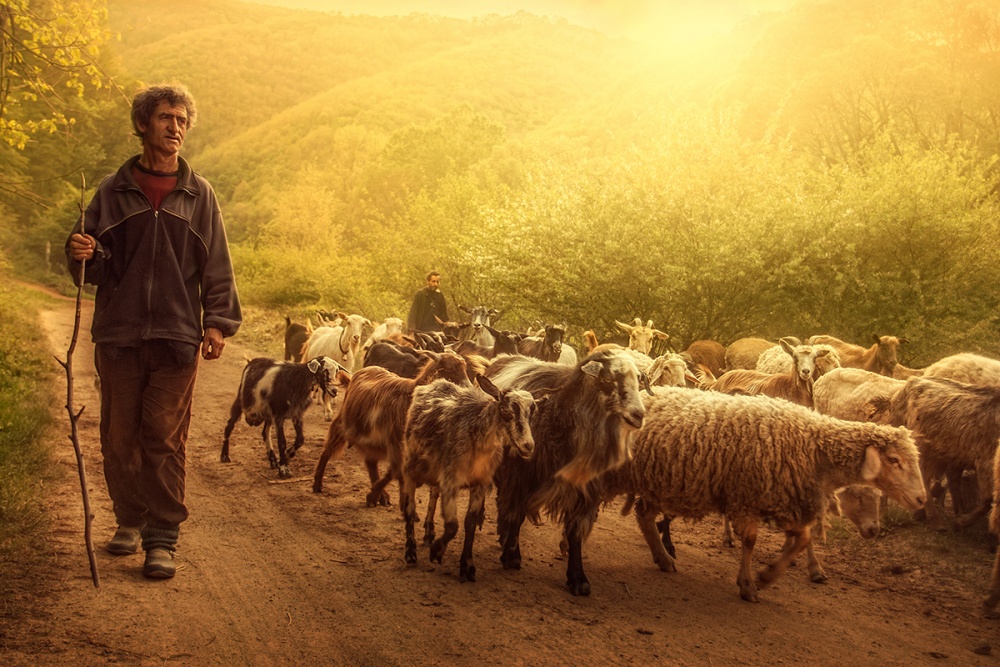 Shepherd from Bojan Dzodan