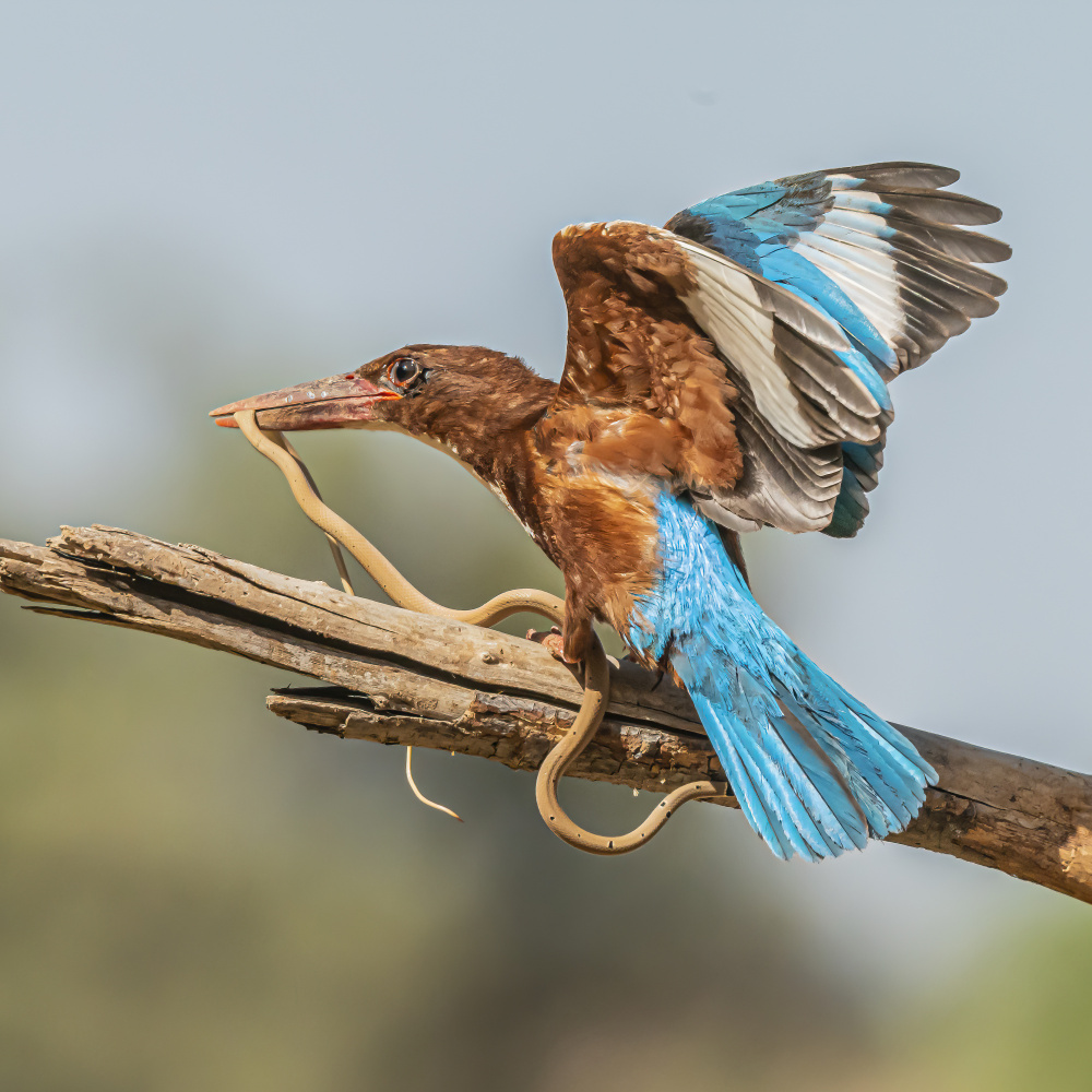 B brave kingfisher from Boris Lichtman