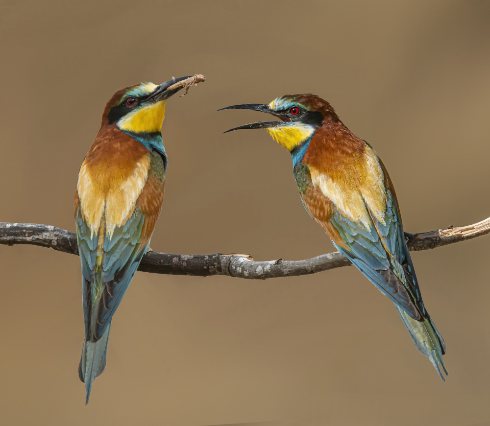 Bee-eaters from Boris Lichtman